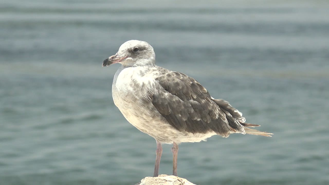 A side view of the seagull on the rock shows its gray wing feathers and pale head against blue-green Guerrero Negro water, with no visible people.