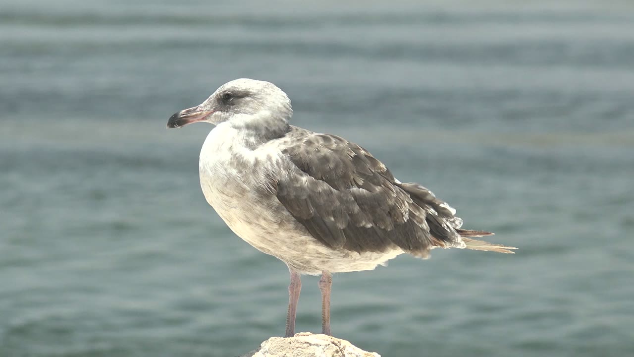 At 0:00, a gray and white seagull in Guerrero Negro stands in left-facing profile on a pale rock, with blue-green water behind it and no visible people.