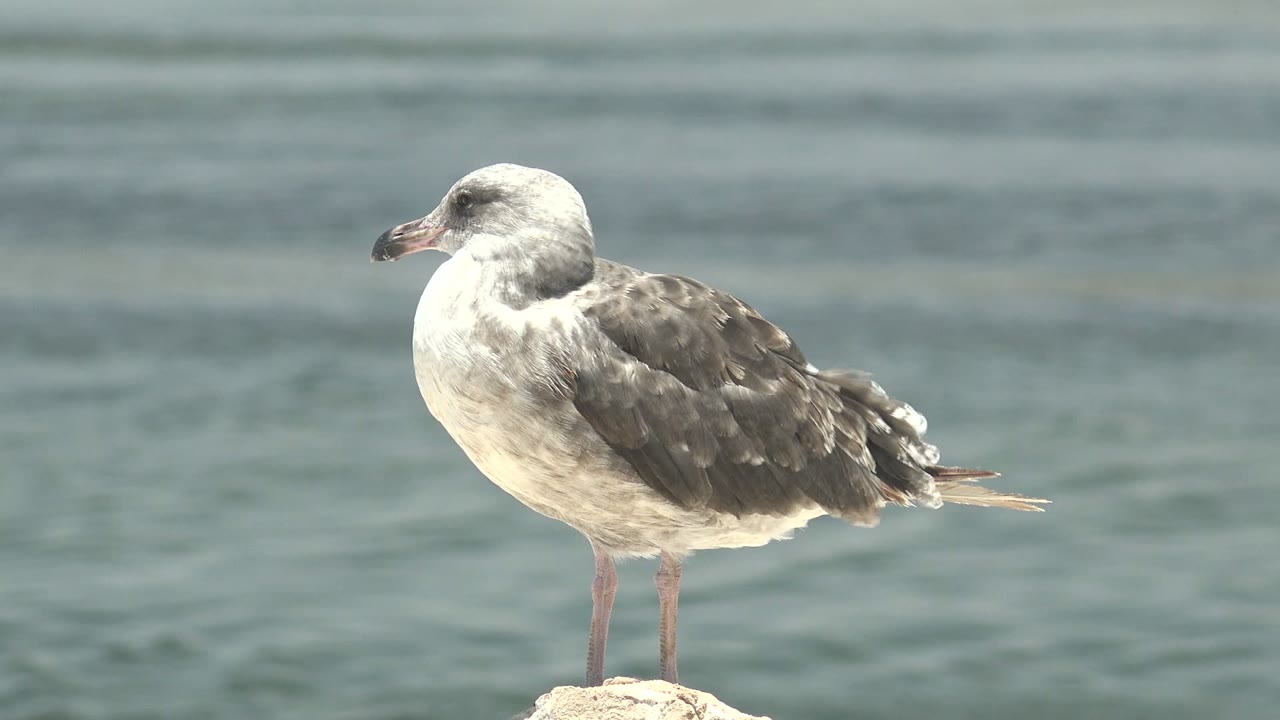 Seagull perched in profile on a rock above calm water.