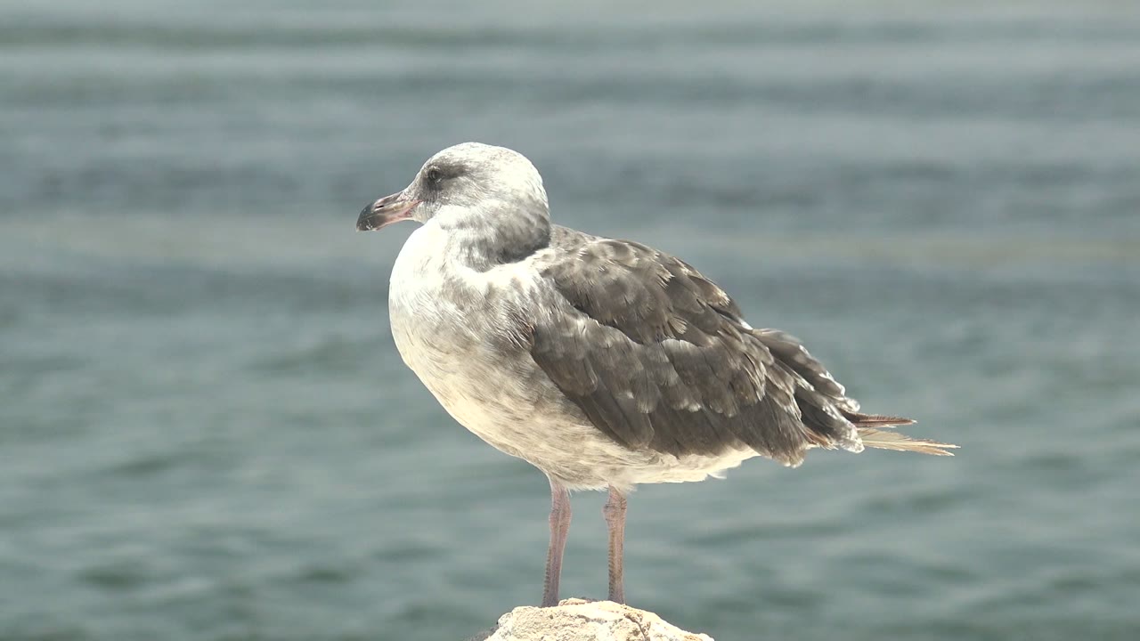 At 0:02, the perched seagull in Guerrero Negro appears nearly still, its beak pointed left while low ripples pass across the blue-green water behind it and no visible people appear.