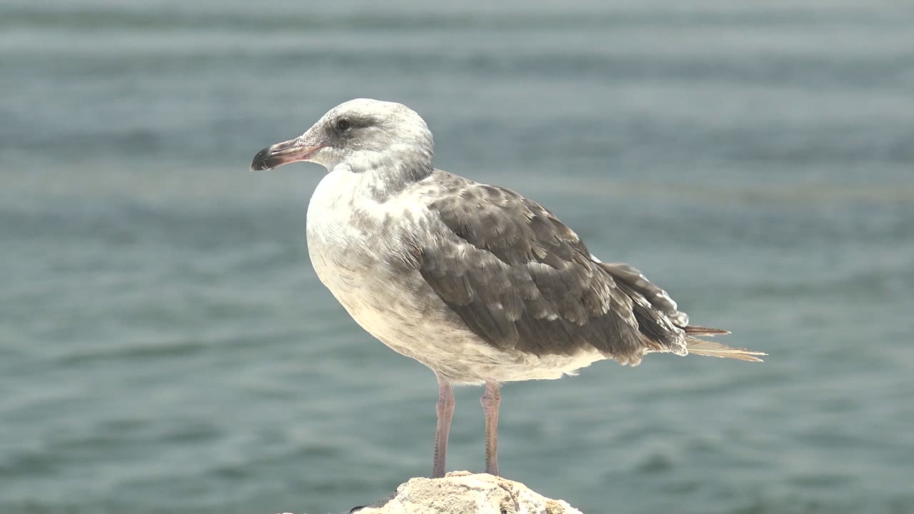 A gray and white seagull stands on a pale rock with rippled water behind it in Guerrero Negro, Baja California Sur, with no visible people.