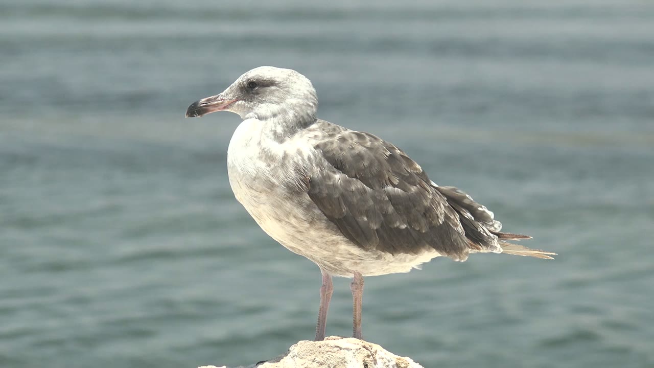 Seagull perched on a rock with water in the background.