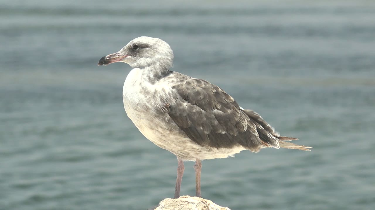A side view of the gray and white seagull shows its body lit by daylight while the water behind it forms horizontal ripples in Guerrero Negro, Baja California Sur, with no visible people.