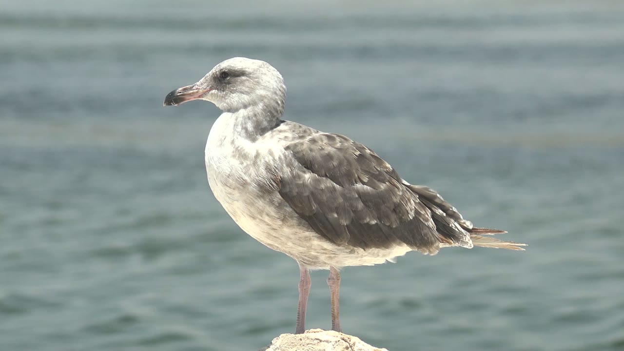 At 0:00, a gray and white seagull stands in left-facing profile on a pale rock in Guerrero Negro, Baja California Sur, with blue-green ocean behind it and no visible people.