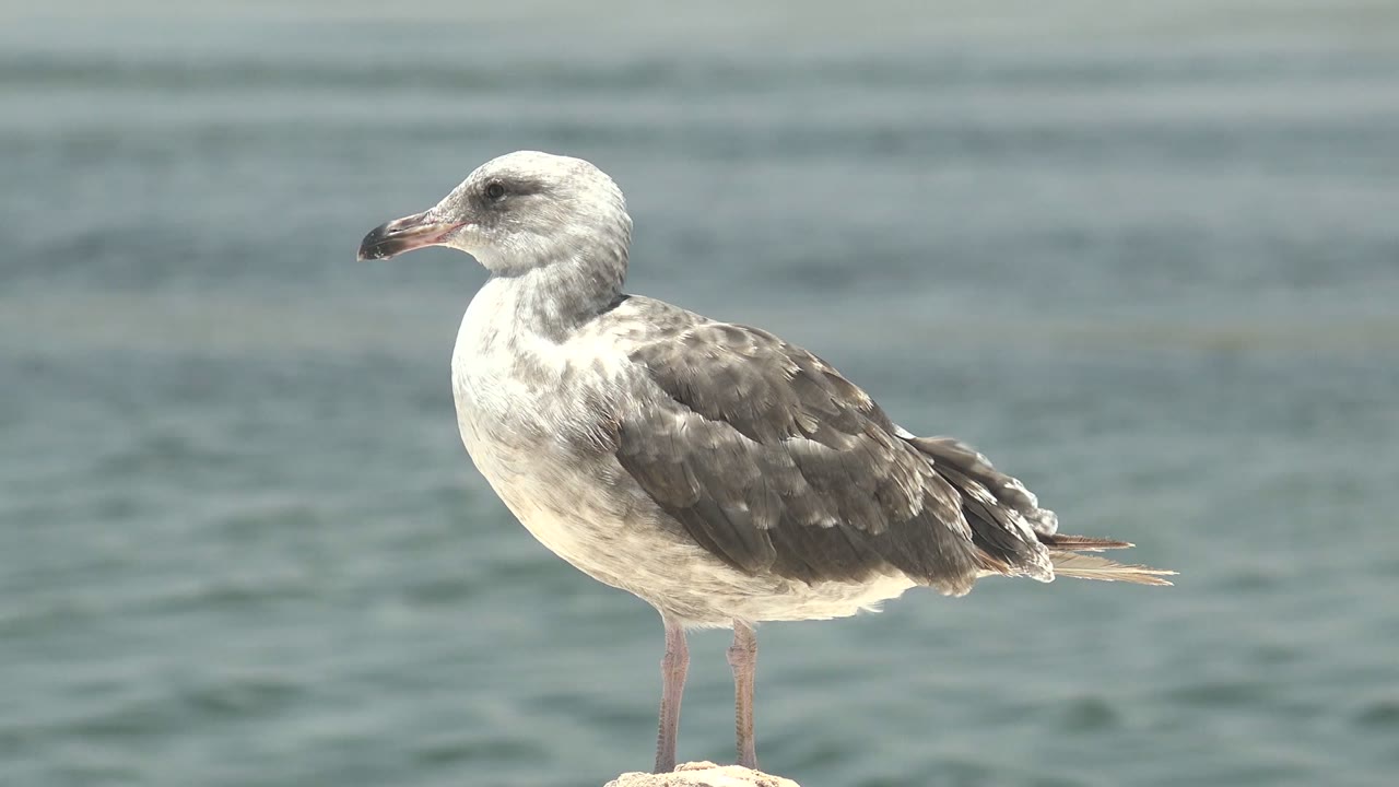 Seagull perched on a rock in front of calm water.