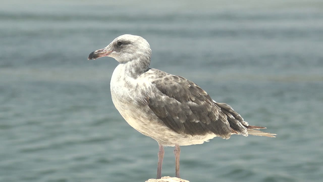 At 0:02, the bird keeps a similar side-profile pose on the rock in Guerrero Negro, Baja California Sur, while the ocean texture shifts slightly behind it and no people are visible.