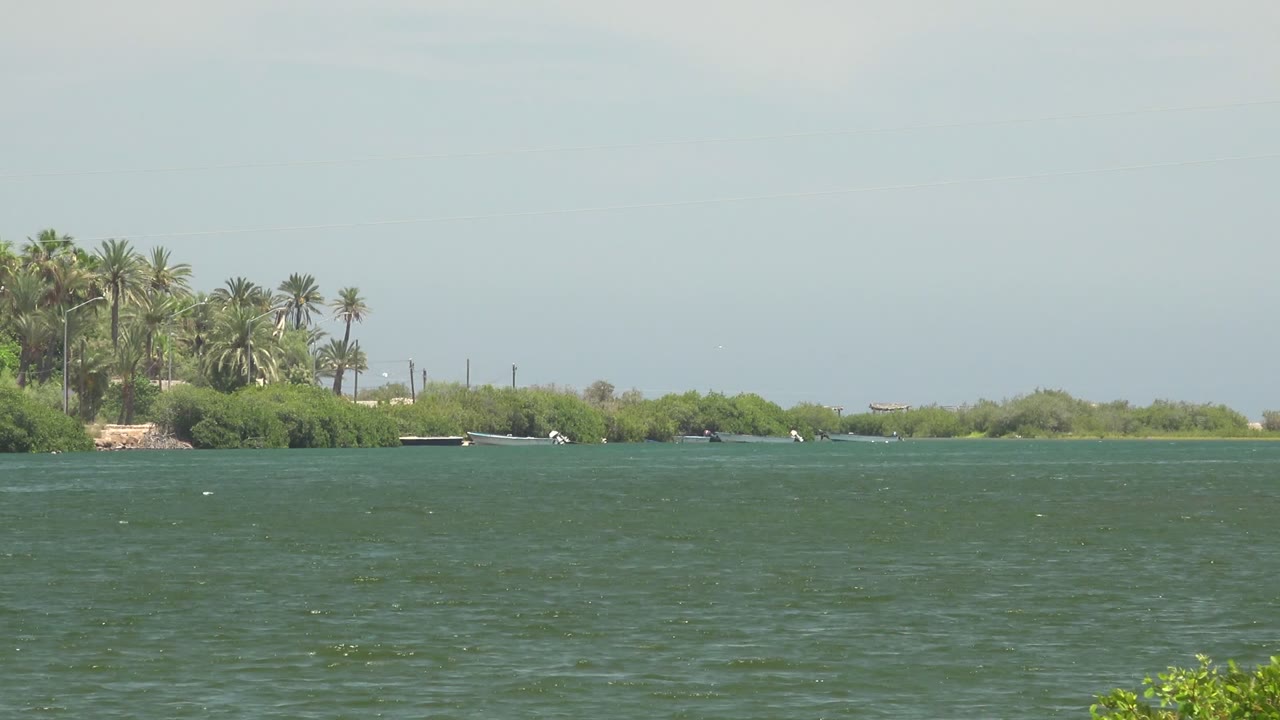 Wide view of a palm-lined Mulege waterway with rippled green water, low shoreline vegetation, small boats near the bank, pale overcast sky, and no visible people.
