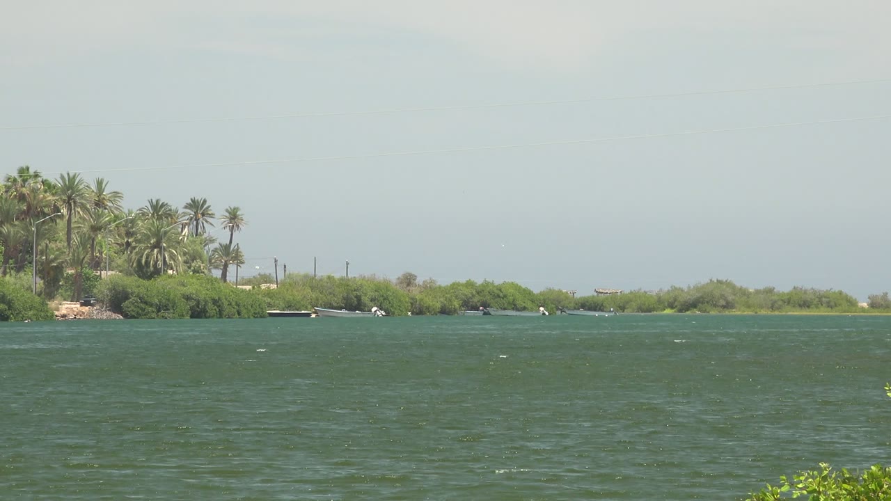 Small boats near green shoreline and palms