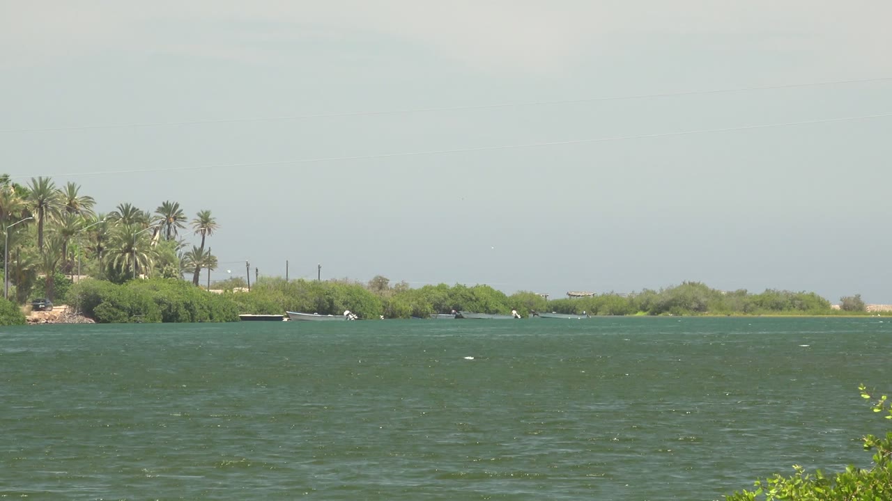 A distant palm grove and low green bank sit beyond choppy Mulege water, with small vessels spaced near the shoreline and no visible people in the frame.