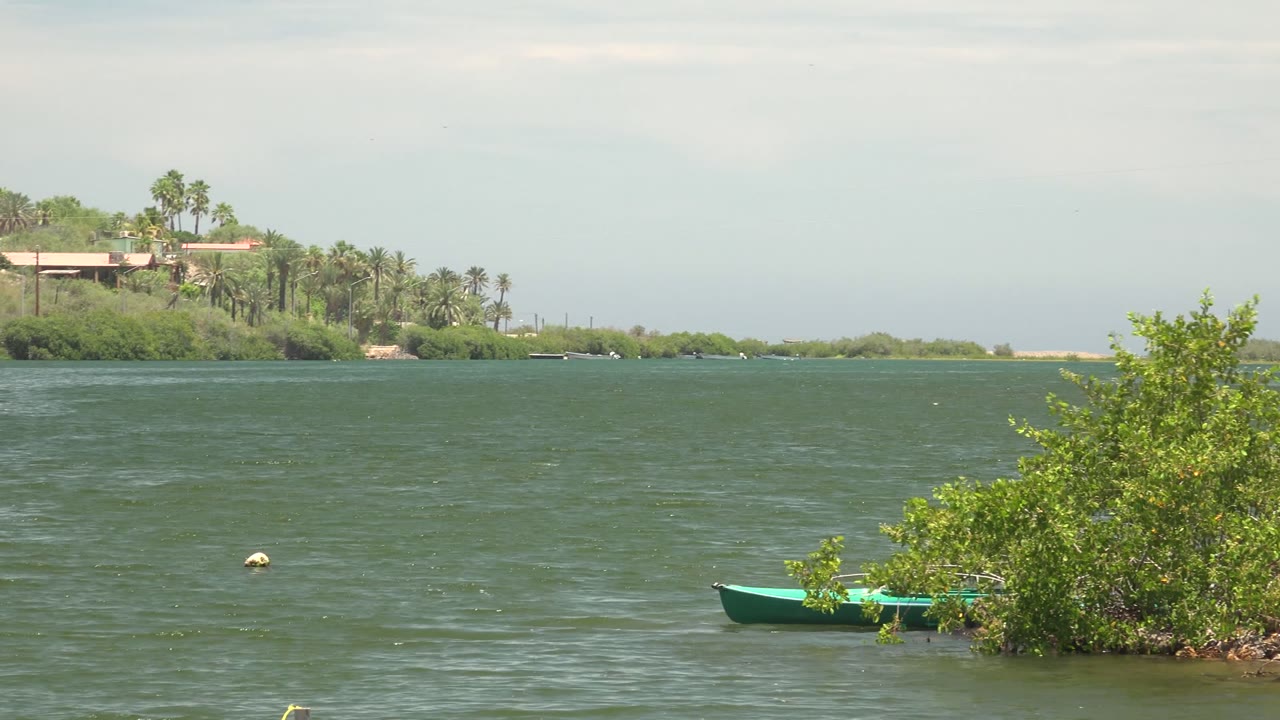Mulege, Baja California Sur waterfront view with green rippling water, a small green boat beside shoreline shrubs, palm trees and low buildings across the water, and no visible people.