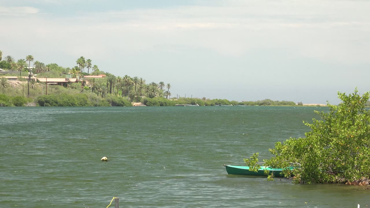 Rippling green water with a buoy and green boat partly hidden by shrubs.