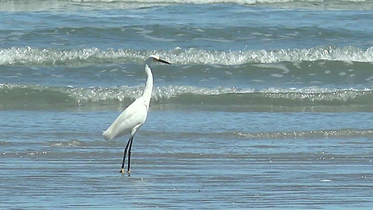 A white heron stands in shallow ocean water at La Bocana, Baja California Sur, with low waves behind it and no visible people.