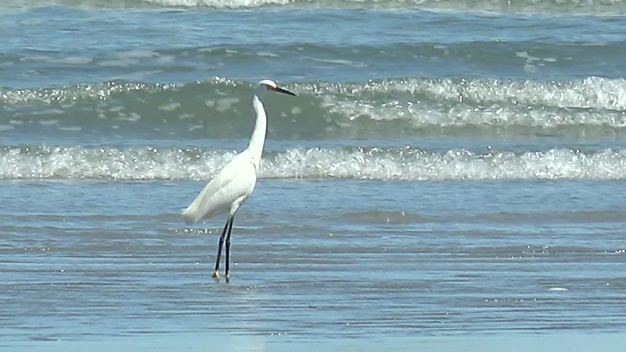 White heron facing right with surf behind it.