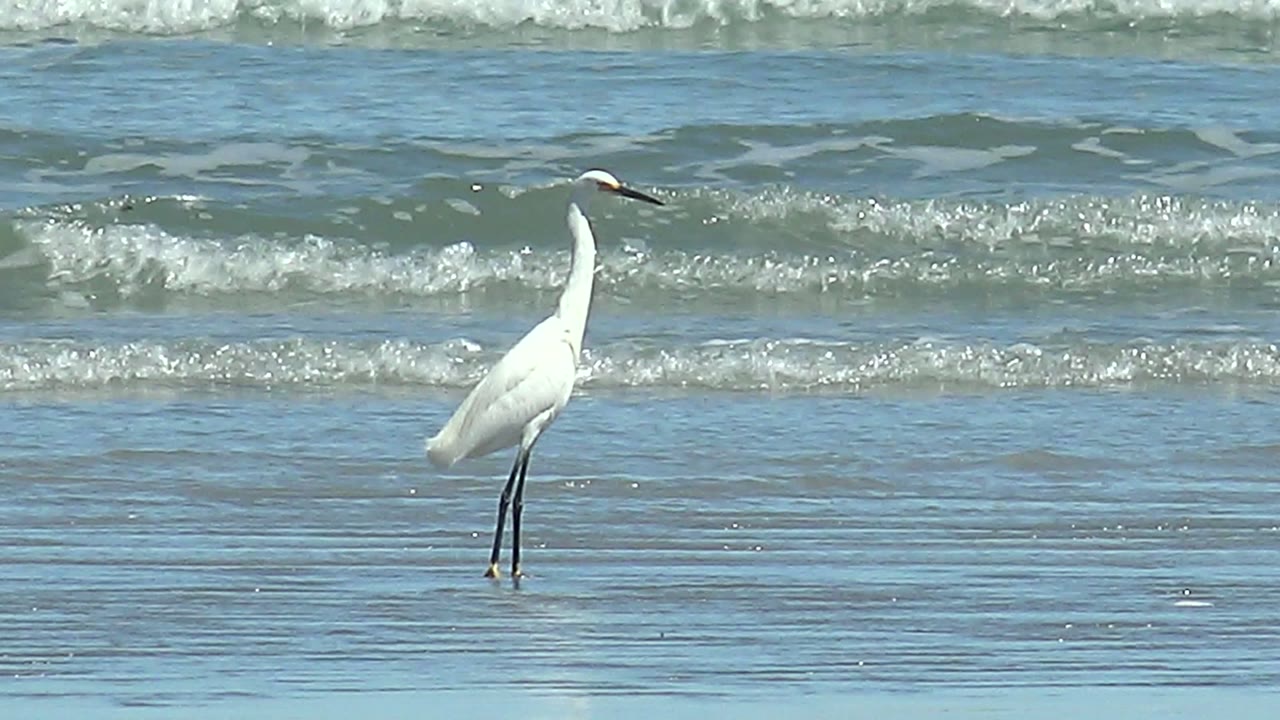 A white heron stands still in reflective shallows at La Bocana as small blue-green breakers stack across the background, with no visible people.