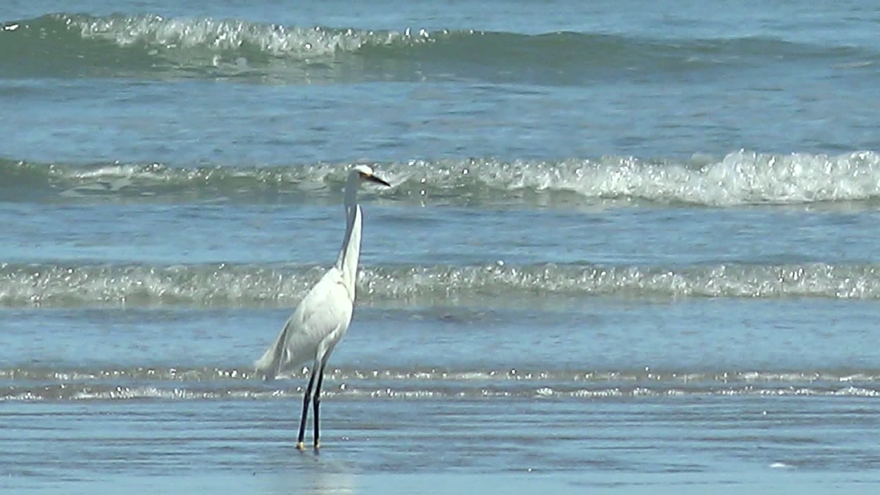 A white heron stands near the left side of the frame in shallow ocean water at La Bocana, Baja California Sur, with small waves behind it and no visible people.