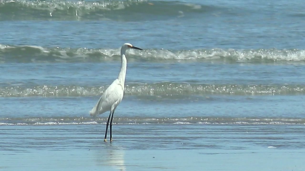 White heron centered against small breaking waves.