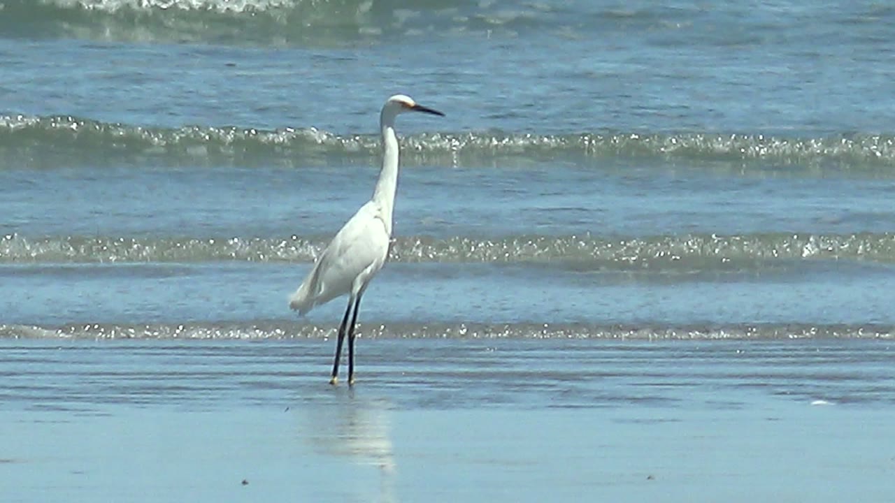 A white heron stands on the right side of the frame in shallow water at La Bocana, Baja California Sur, while small shore waves cross the background and no visible people appear.
