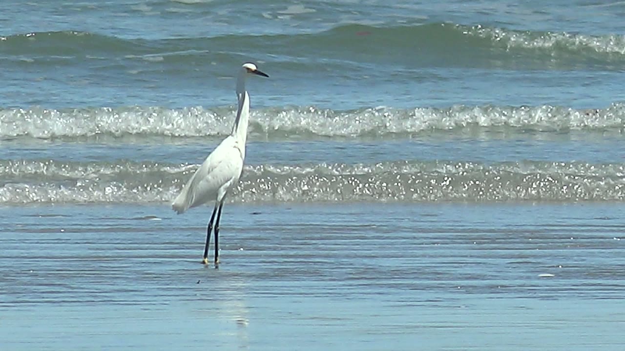 A white heron stands near the left side of shallow reflective water at La Bocana, Baja California Sur, with small ocean waves behind it and no visible people.