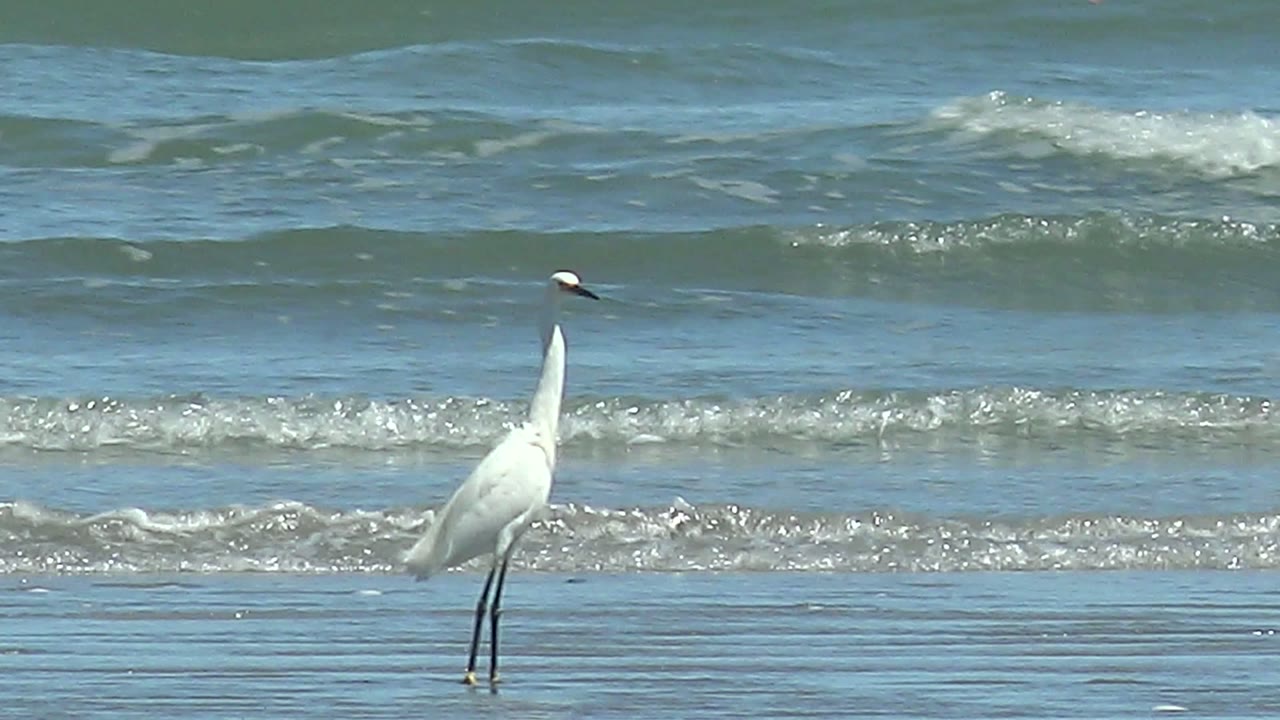 White heron centered in shallow water with breaking foam behind.