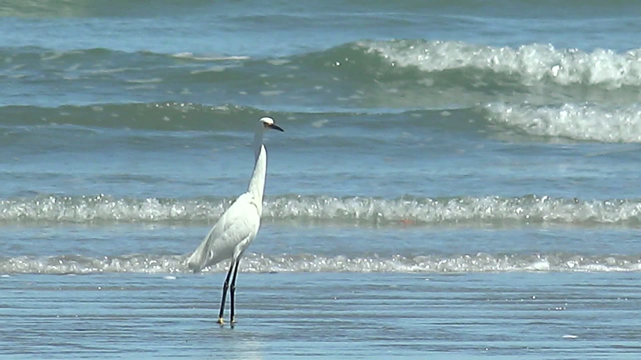 A white heron stands on the right side of shallow water at La Bocana, Baja California Sur, with darker green surf bands and white caps behind it and no visible people.