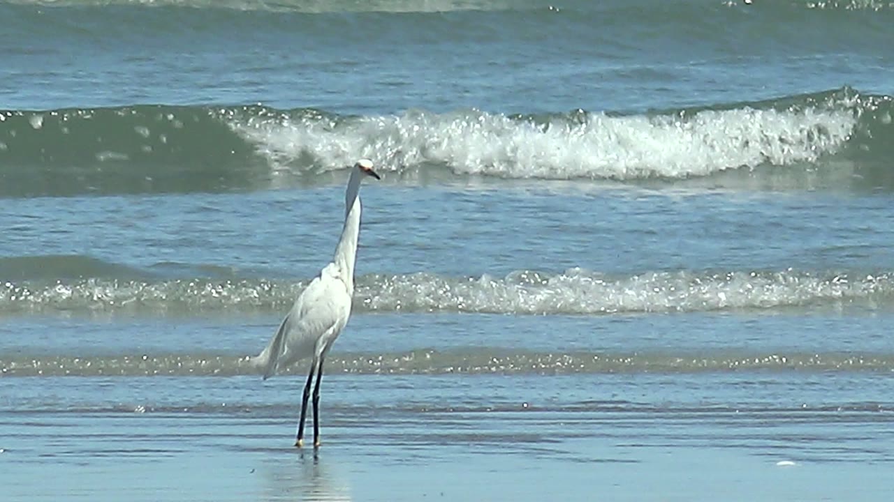 A white heron or egret stands left of frame in shallow ocean water at La Bocana, Baja California Sur, with small breaking waves behind it and no visible people.