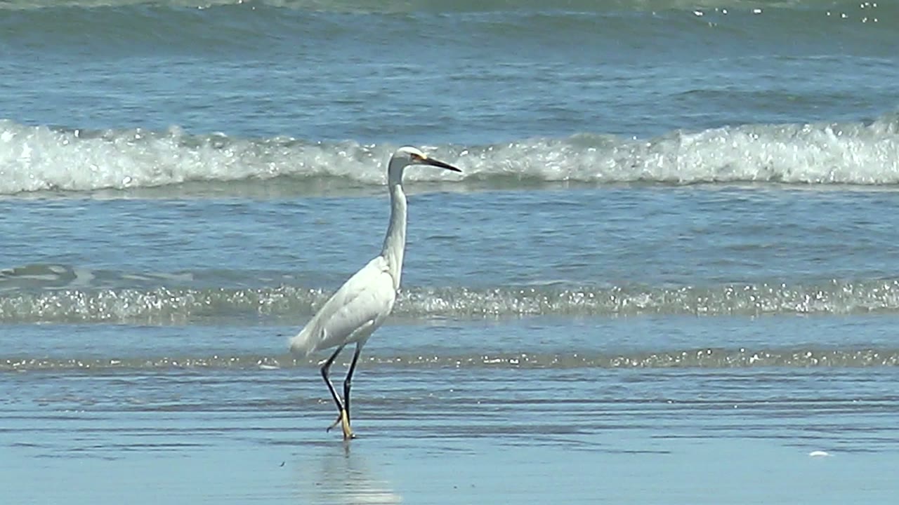 White heron wading through shallow beach water.