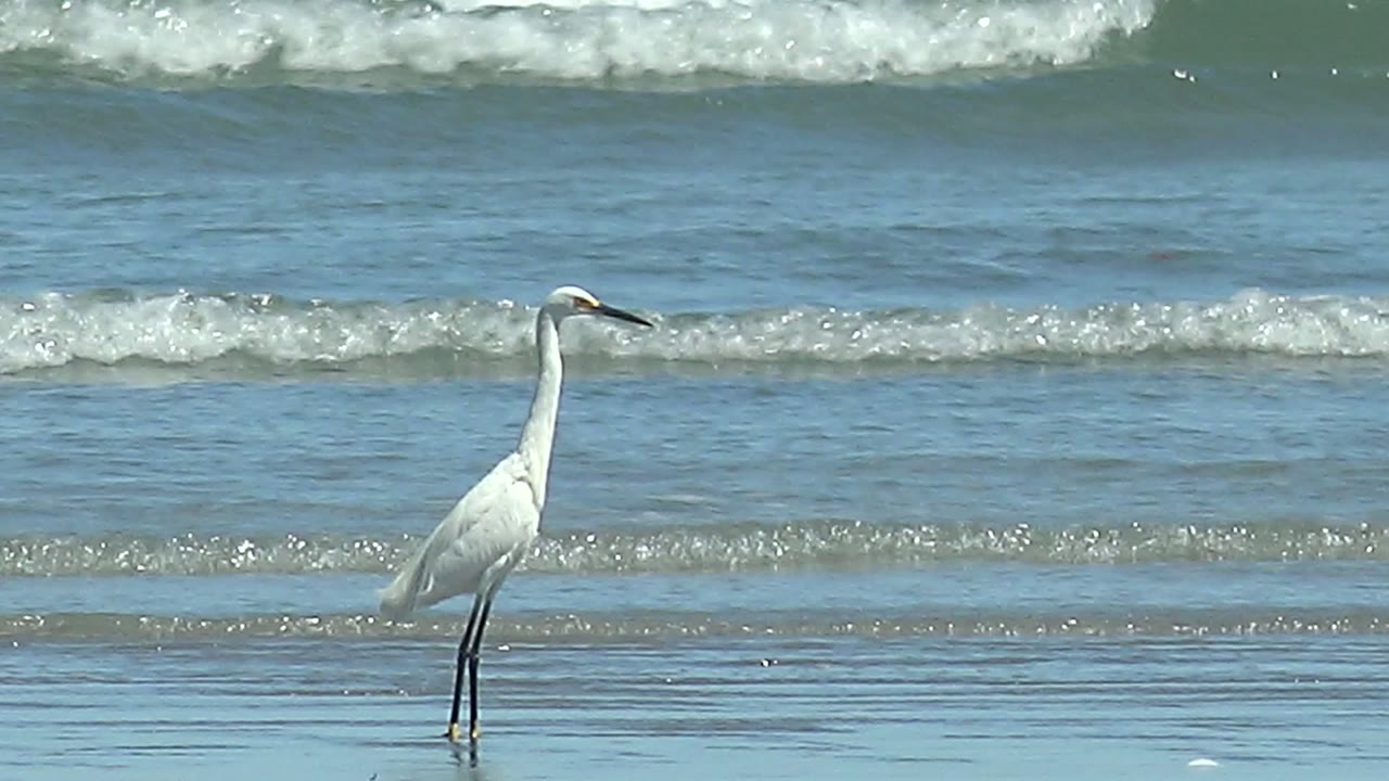 A white heron or egret stands on the right side of the La Bocana shoreline frame, with blue-green water, low foam lines, and wet sand around its legs and no visible people.