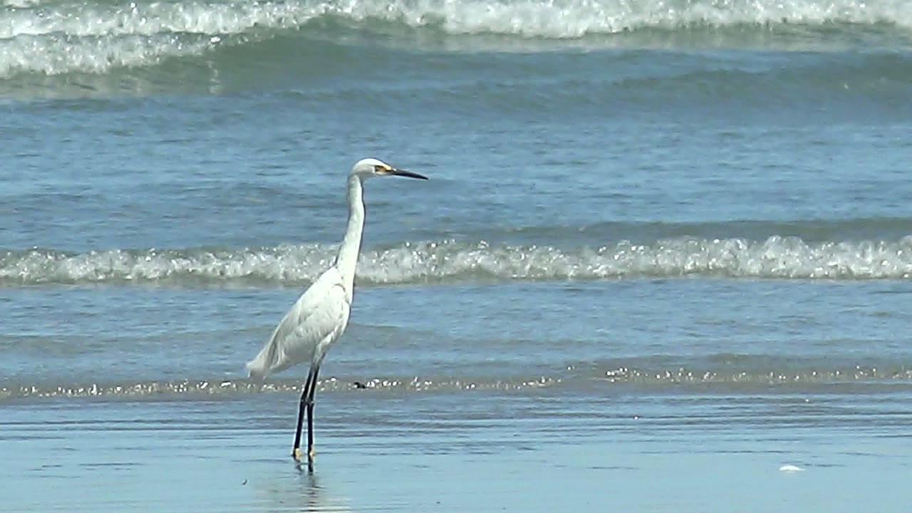 At 0:00 in La Bocana, Baja California Sur, a white heron stands in profile on reflective wet sand as a low wave line forms behind it, with no visible people.
