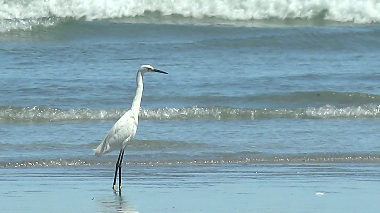 White heron on the shoreline with small waves rolling in the background.