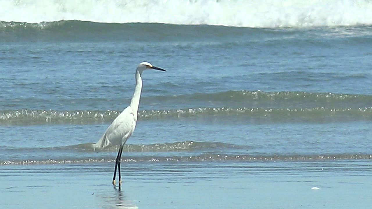 At 0:02 in La Bocana, Baja California Sur, the heron stands near the waterline as a broader strip of white surf breaks across the upper background, with no visible people.