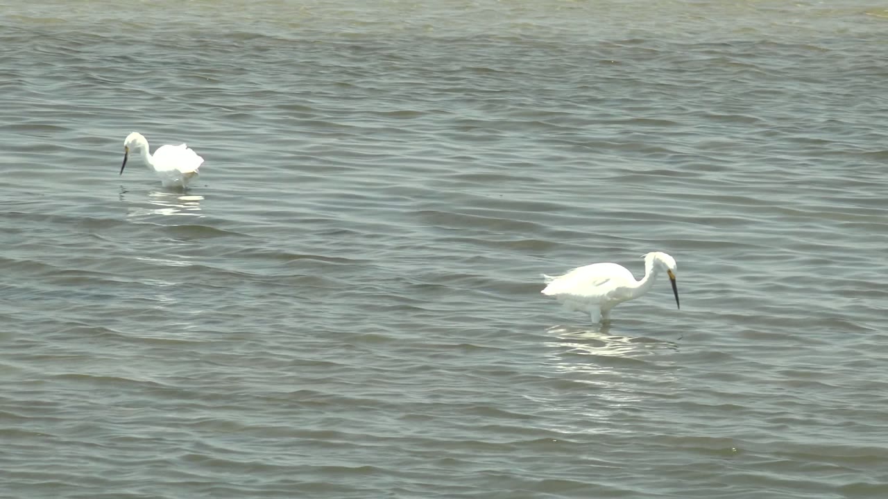 A white wading bird stands in rippled shallow water in Guerrero Negro, Baja California Sur, with open water around it and no visible people.
