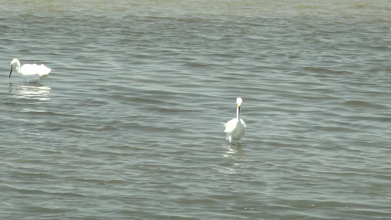 White bird lowering its bill toward the water.