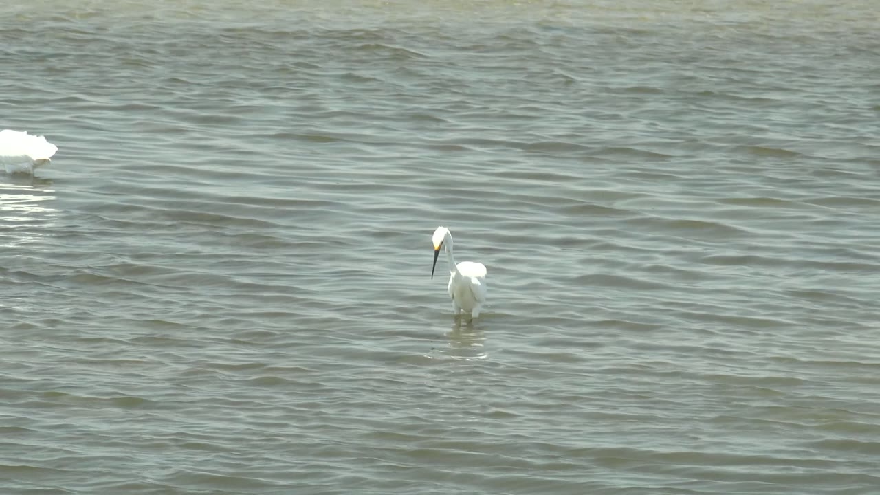 A white wading bird faces forward in shallow rippled water in Guerrero Negro, Baja California Sur, with a small reflection below it and no visible people.