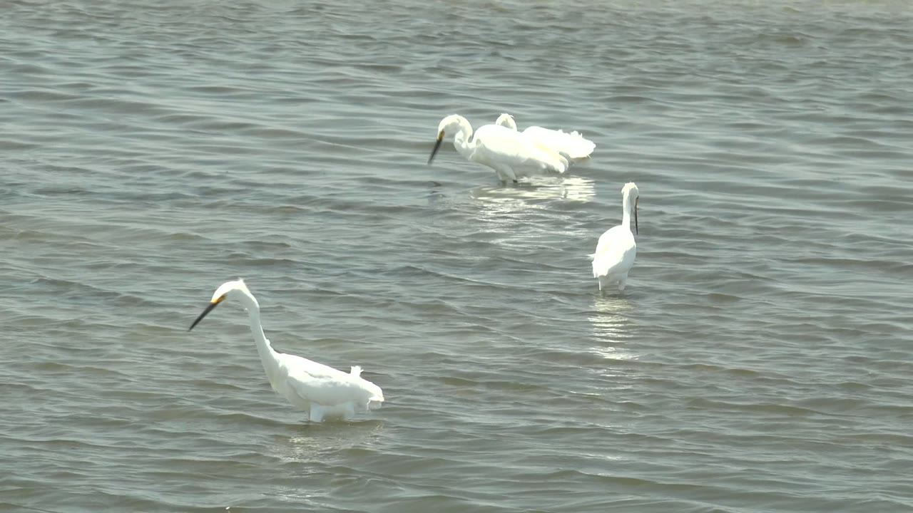 Several white egrets stand and drift across rippled shallow water in Guerrero Negro, Baja California Sur, with no visible people.
