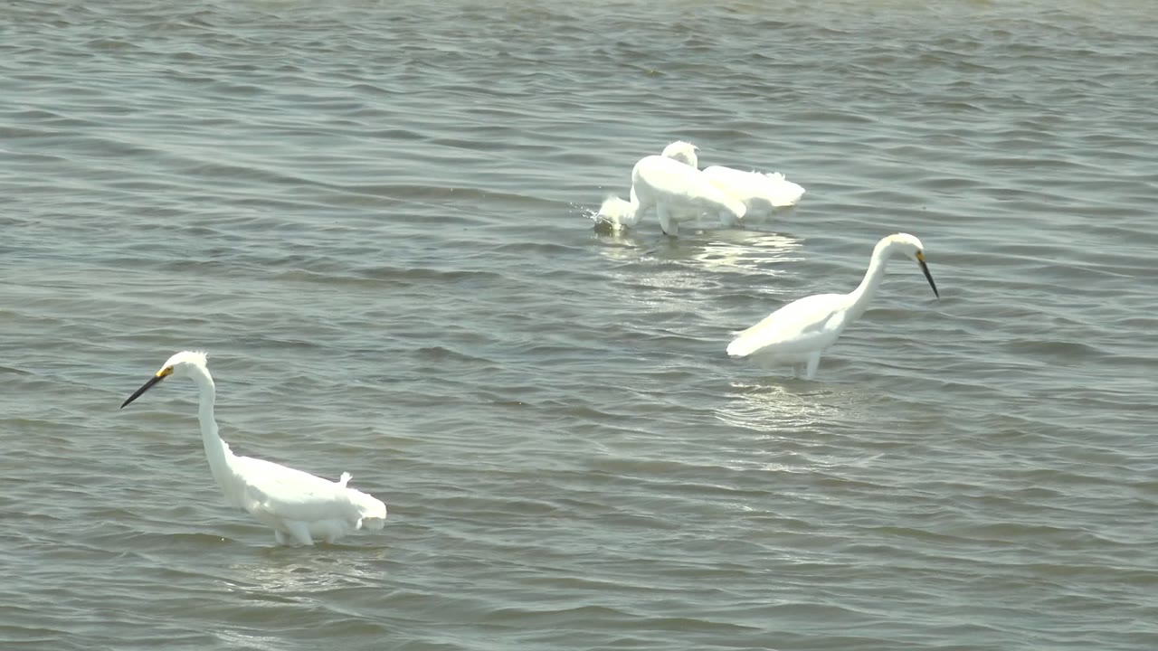White egrets wading through gray-green water.