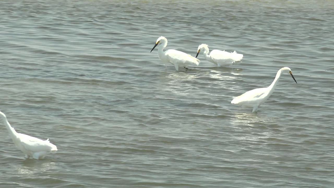 A group of white egrets remains scattered across shallow rippled water in Guerrero Negro, Baja California Sur, with one bird angled down toward the surface and no visible people.