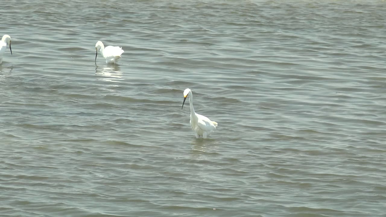 White birds stand apart in rippled shallow water in Guerrero Negro, Baja California Sur, with one bird near the lower left edge and no visible people.