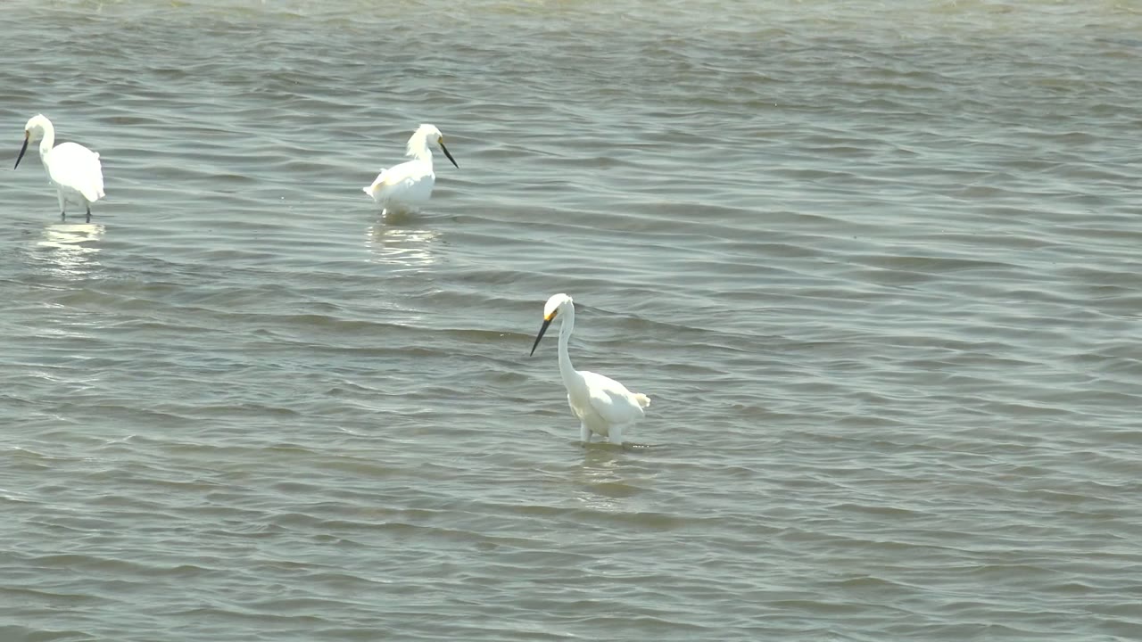 White birds wade in green-gray water with small surface ripples.