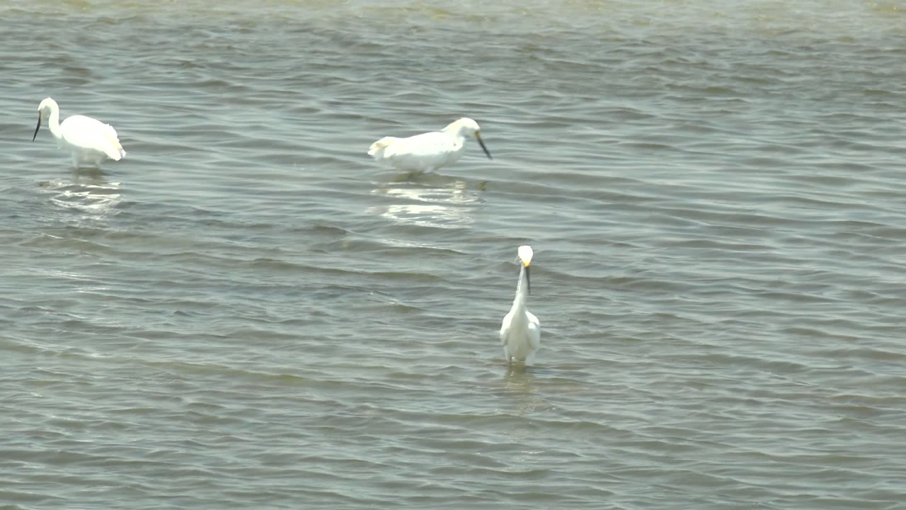 White birds are scattered through the shallow water in Guerrero Negro, Baja California Sur, including a central bird with its head lowered and no visible people.