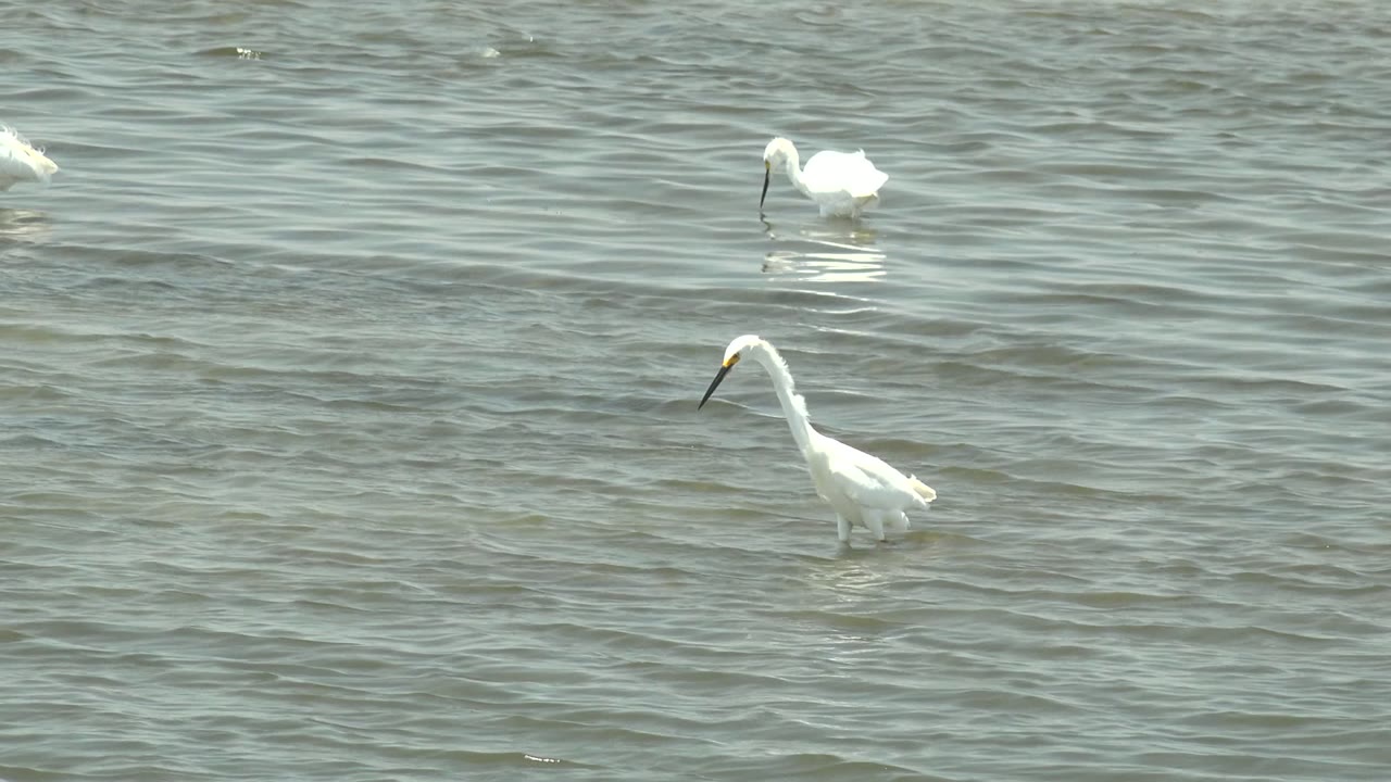 Several white egrets wade across shallow rippled water in Guerrero Negro, Baja California Sur, with no visible people.
