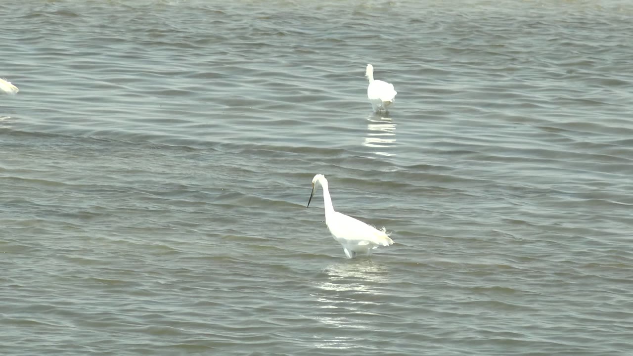 White egrets stand and forage in green-gray shallow water at Guerrero Negro, with one larger bird prominent at left and no visible people.