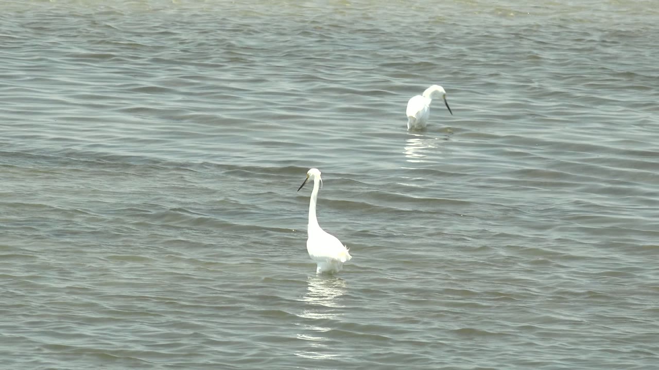 Egrets are separated across shallow water in Guerrero Negro, Baja California Sur, with soft daylight on the white birds and no visible people.