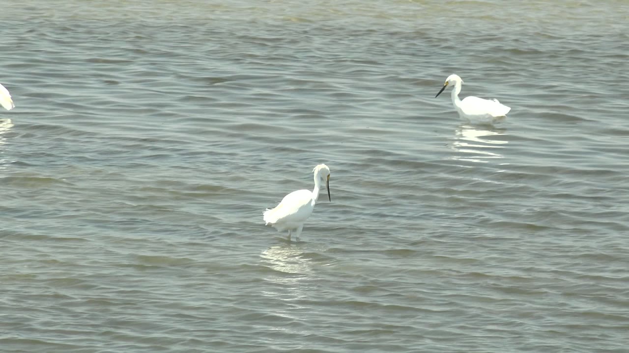 White wading birds stand and feed across rippled shallow water in Guerrero Negro, Baja California Sur, with no visible people.