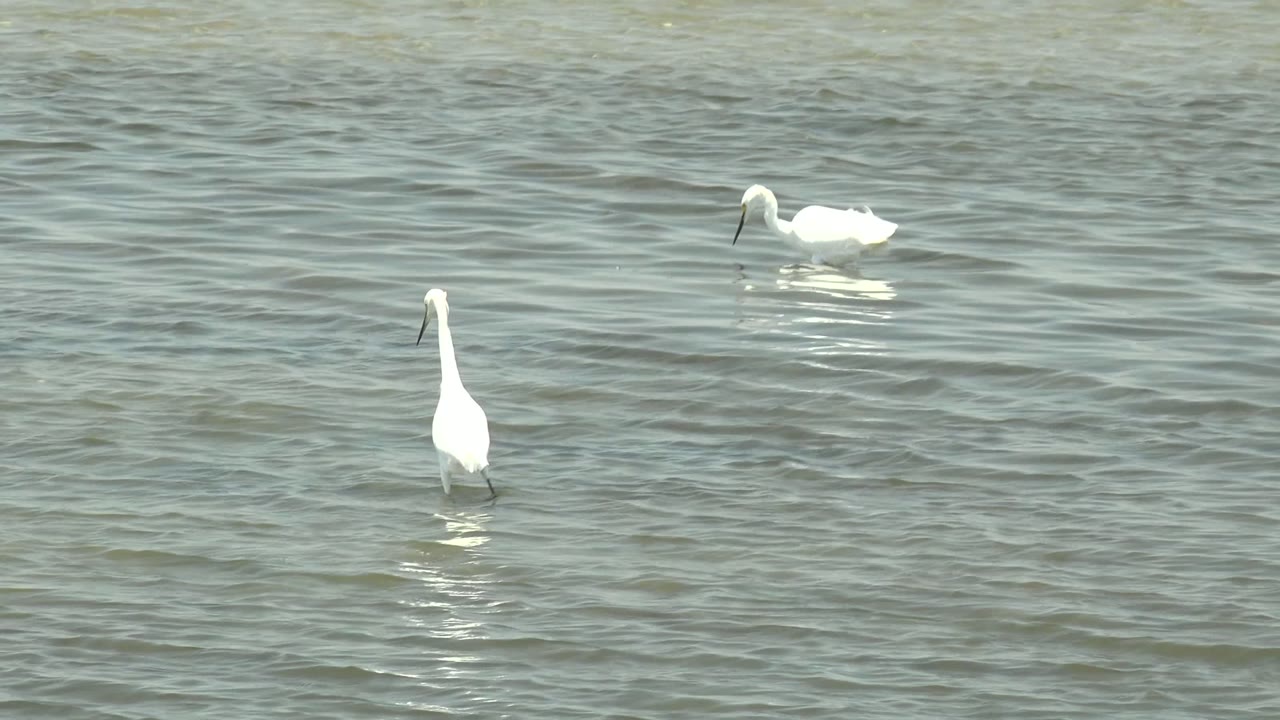 White birds wade in shallow water with one bird centered upright.