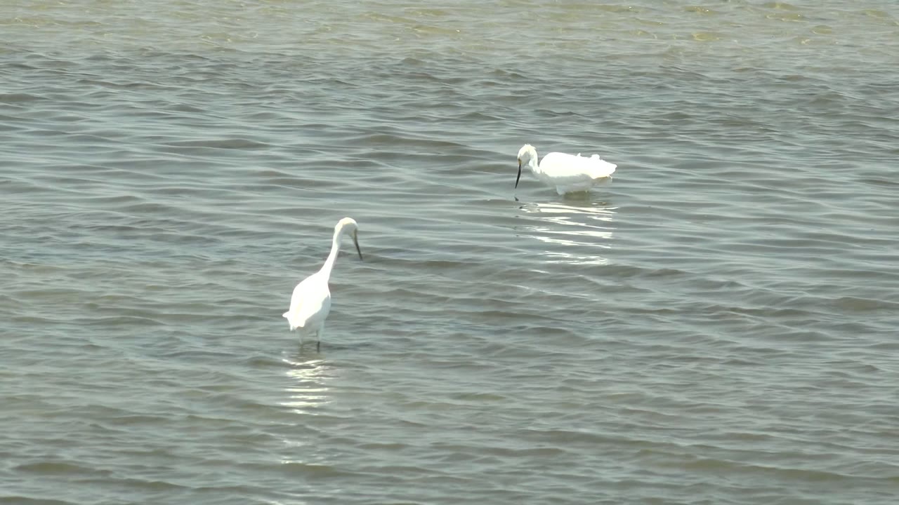 White birds are scattered across the upper water frame in Guerrero Negro, Baja California Sur, with several heads lowered toward the ripples and no visible people.
