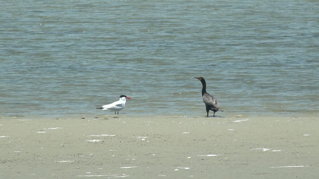 At 0:00 in Guerrero Negro, Baja California Sur, a white bird with a red beak and a darker long-necked bird stand apart on pale sand near rippled ocean water, with no visible people.