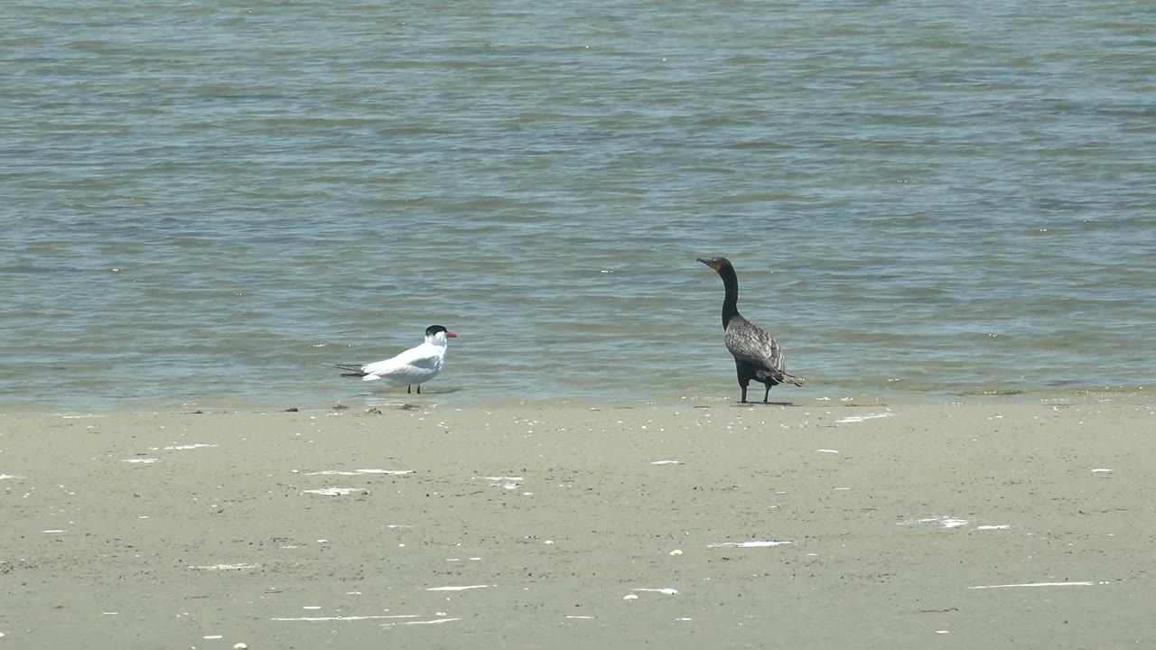 White bird and dark bird on sand beside blue-green water.