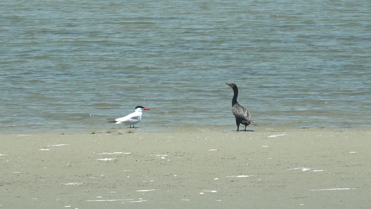 At 0:02 in Guerrero Negro, Baja California Sur, the white bird faces across the sand while the darker long-necked bird stands nearer the center, with gentle water texture behind and no visible people.