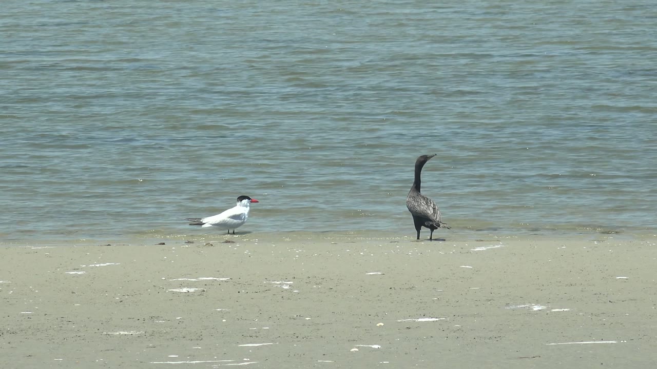 At 0:00 in Guerrero Negro, Baja California Sur, a white bird with a red beak and a dark upright bird stand apart on sandy shore beside rippled water, with no visible people.