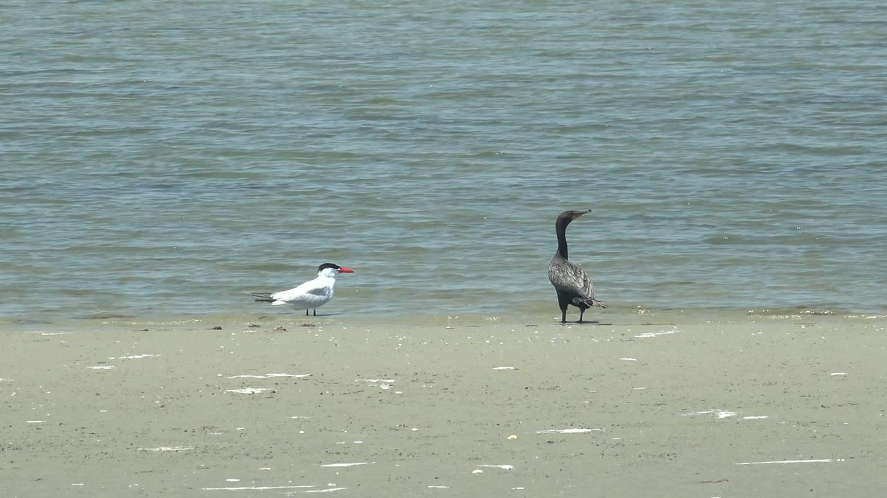 White bird and dark bird still on pale sand near waterline